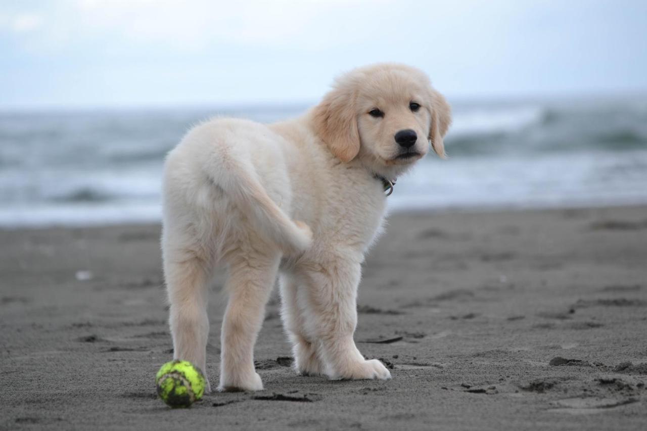 Salty Dog Villa Pacific Beach Dış mekan fotoğraf